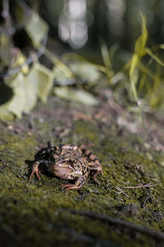 Close-Up Shot of a Frog